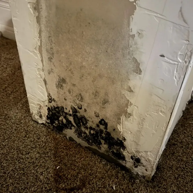 Professional Mold Removal in Coweta, OK